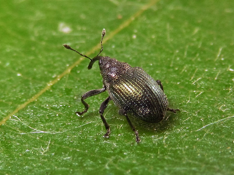 Curculionidae: Ceutorhynchus crf. erysimi